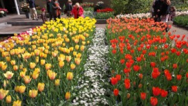 2014-04-17 Holland Tulips 47.jpg